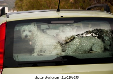 west terrier puppy dog pet forgotten in hot locked car, animal abuse.