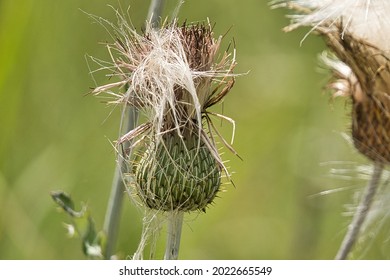 West Texas Wild Flowers And Weeds