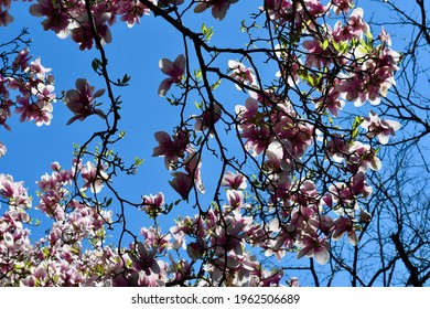 West Village Street View In The In The Spring, New York City, USA