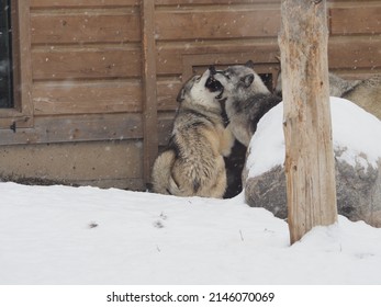 West Yellowstone Wolves And Grizzly Bears