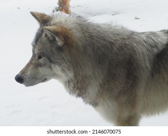 West Yellowstone Wolves And Grizzly Bears