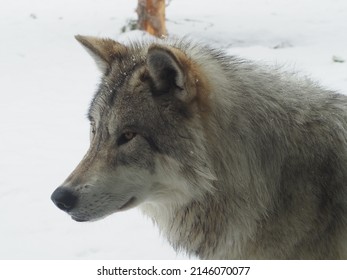 West Yellowstone Wolves And Grizzly Bears