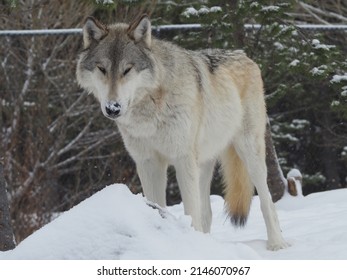 West Yellowstone Wolves In The Snow