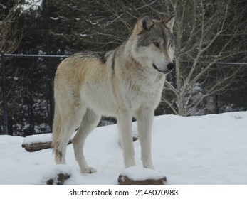 West Yellowstone Wolves In The Snow