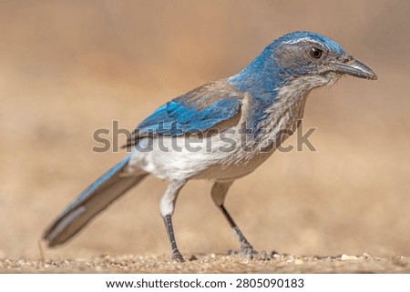 wester scrub jay foraging on the groung