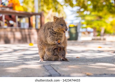 Western Australia Rottnest Island Quokka 