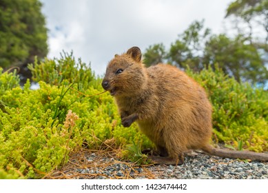 Western Australia Rottnest Island Quokka 