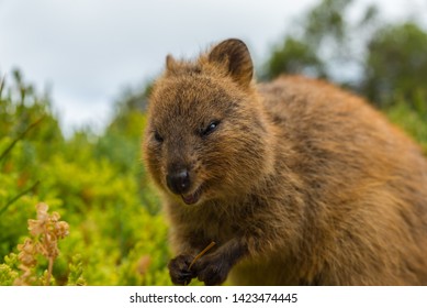 Western Australia Rottnest Island Quokka 