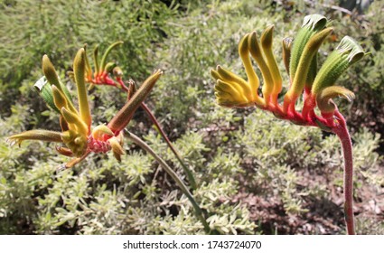 Western Australia, September 27, 2015. "Kangaroo Paws" A plant with kangaroo paw shaped flowers native to Western Australia.