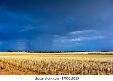 Western Australian Farmers Wheat Paddock After Harvest, Hundreds Of Hectares Of Freshly Harvested Grain For Local Consumption.  
Beautiful Sunlit Wheatbelt Paddock, In Rural Australia.