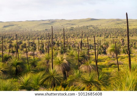 Western Australian Grass trees - Xanthorrhoea