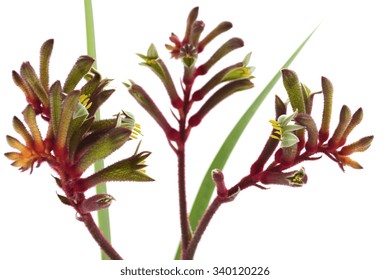 The Western Australian Red and Green Kangaroo Flower, the floral emblem of Australia, close up against a white background. This is not an isolation. 