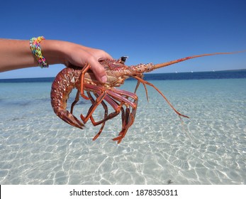 Western Australian Rock Lobster, Beautiful Coastline And Beaches 