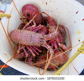 Western Australian Rock Lobster , Crayfish 