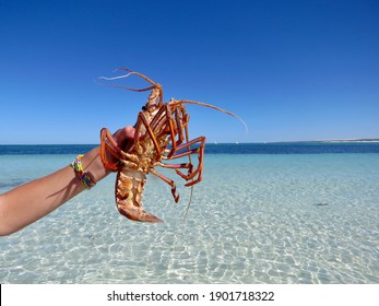 Western Australian Rock Lobster Also Known As A Crayfish 