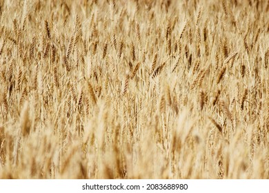 Western Australian Wheat Farm Background 