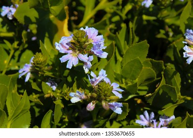 Western Australian Wildflower Blue Scaevola Nitida Fan Flower A Small Dense Shrub With Glossy Green Foliage And Royal Blue Flowers Is A Feature Plant For A Shrubbery ,pot Plant Or Seaside  Garden.