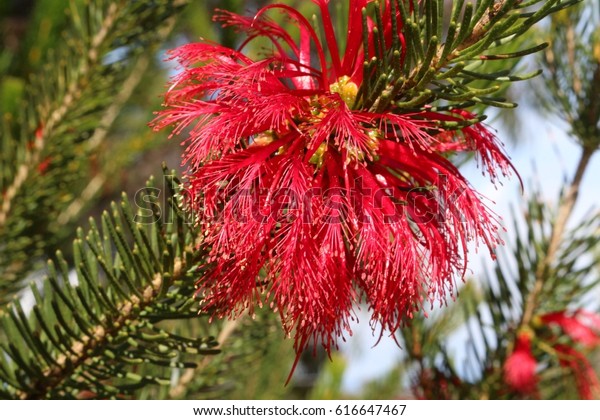 købmand national fantastisk Western Australian Wildflower Pindak Branches Looking Stock Photo (Edit  Now) 616647467