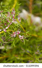 Western Australian Wildflowers - Sprawling Spiky Adenanthos - Pungens - Critically Endangered With Only Two Known Populations Remaining In The Wild. 