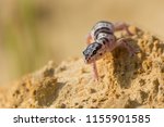 Western banded gecko (Coleonyx variegatus) is a species of gecko found in the southwestern United States (southern California, southwest New Mexico, southern Arizona, Utah, Nevada) and northern Mexico