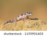 Western banded gecko (Coleonyx variegatus) is a species of gecko found in the southwestern United States (southern California, southwest New Mexico, southern Arizona, Utah, Nevada) and northern Mexico