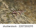 Western banded gecko (Coleonyx variegatus) from Arizona