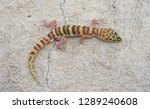 Western Banded Gecko Desert Banded Gecko (Coleonyx variegatus)