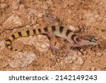 Western Banded Gecko found out on the move at night in Arizona. This is a nocturnal species of gecko found in the southwestern United States. 