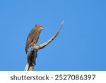 Western Banded Snake-eagle (Circaetus cinerascens) perched in a dead tree in South Luangwa National Park, Zambia