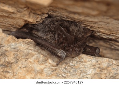 The western barbastelle, barbastelle or barbastelle bat (Barbastella barbastellus) hibernating bat in walls hole