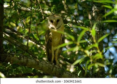 Western Barn Owl