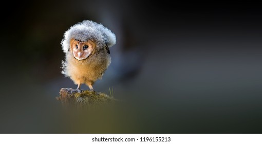 Western Barn Owl