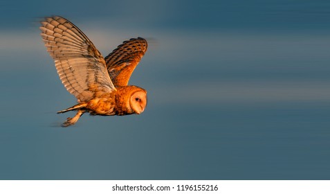 Western Barn Owl