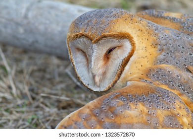 Western Barn Owl