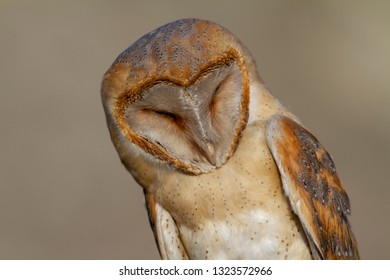 Western Barn Owl