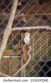 Western Barn Owl In Cage