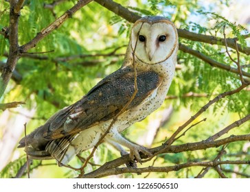 Western Barn Owl Daylight 