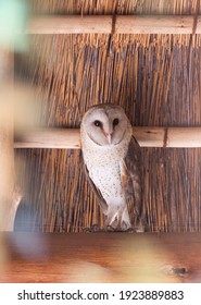 Western Barn Owl Is Looking At You