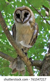 Western Barn Owl In Trabzon Turkey