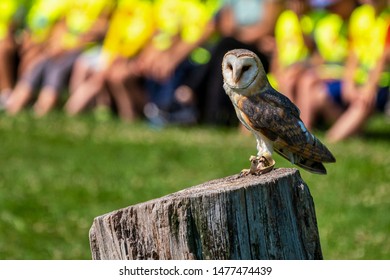 The Western Barn Owl, Tyto Alba In A Nature Park