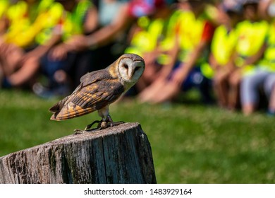 The Western Barn Owl, Tyto Alba In A Nature Park