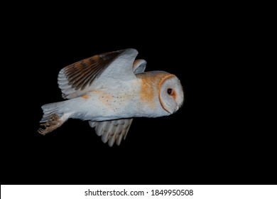 Western Barn Owl  Tyto Alba