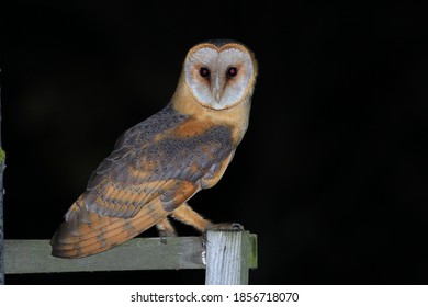 Western Barn Owl  Tyto Alba