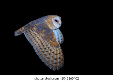  Western Barn Owl Tyto Alba