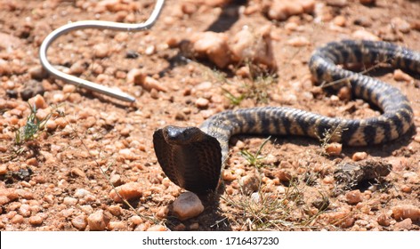 Western Barred Spitting Cobra about to be hooked at Windhoek, Namibia