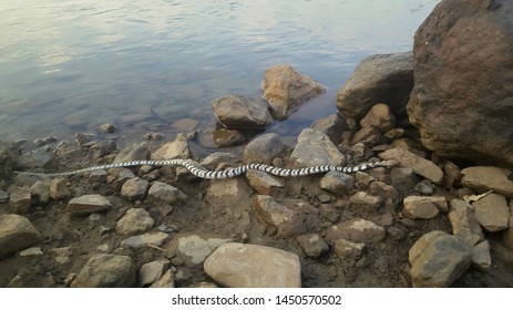 Western Barred Spitting Cobra (Zebra Cobra) In Kunene Region, Namibia