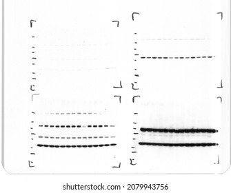 western blot ladder not transferring but proteins