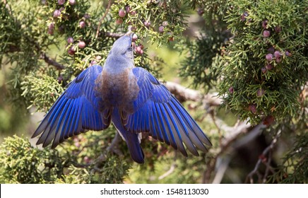 Western Bluebird In Juniper Tree