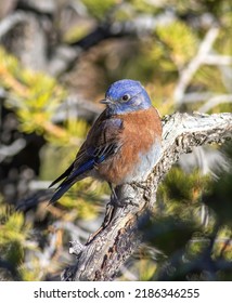 A Western Bluebird Perched On A Juniper Branch 