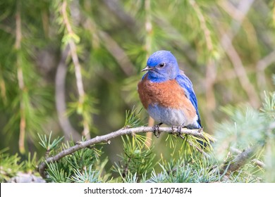 A Western Bluebird perching on a branch at Mountain View Cemetery in Oakland, California.